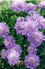 Scabiosa cinerea
